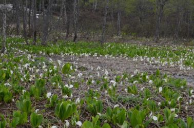 残雪が残る妙高高原 イモリ池近く。