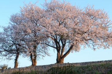 朝日に映える手取川のさくら 2012・4