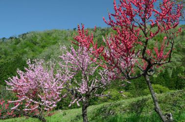 新緑風景 青、みどり、ピンクに赤春たけなわ。