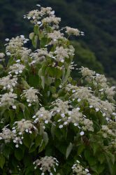 6月初旬 医王山の山頂あたりに咲ていた。
つるアジサイとか。