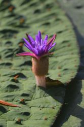 オニバスのはな氷見市の水郷公園8月下旬みごろ。