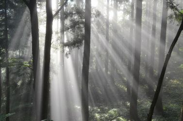 白山スーパー林道の入り口岩間方面に入る、朝もやに太陽光